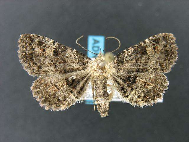 Image of Common Fungus Moth