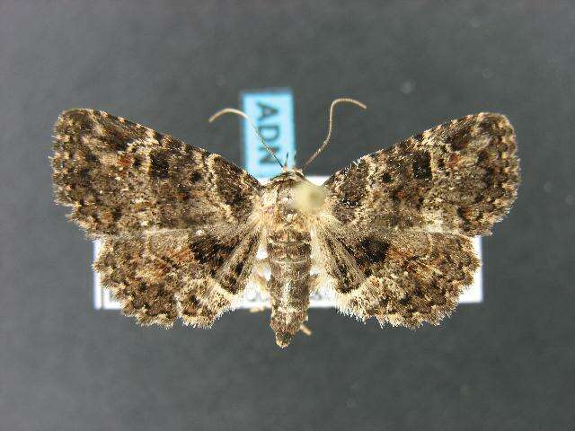 Image of Common Fungus Moth