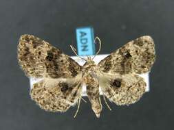 Image of Common Fungus Moth