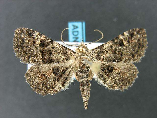 Image of Common Fungus Moth