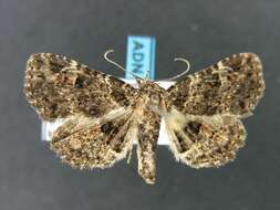 Image of Common Fungus Moth