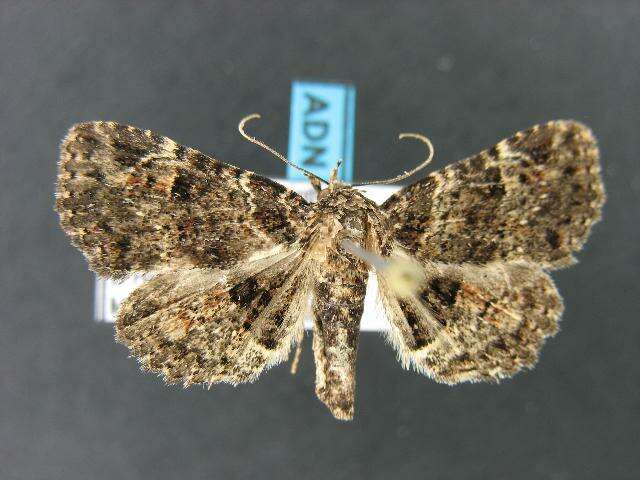 Image of Common Fungus Moth