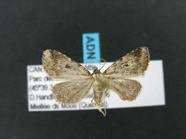 صورة Dyspyralis illocata Warren 1891