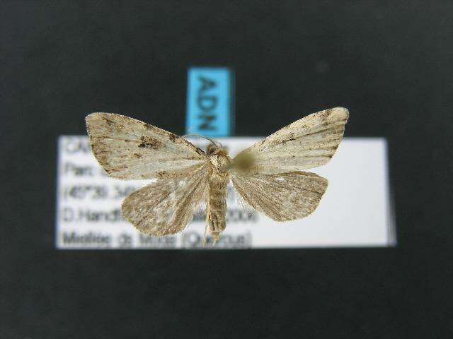 صورة Dyspyralis illocata Warren 1891