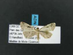 صورة Dyspyralis illocata Warren 1891