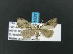 صورة Dyspyralis illocata Warren 1891