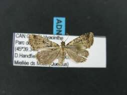 صورة Dyspyralis illocata Warren 1891