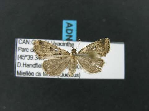 صورة Dyspyralis illocata Warren 1891