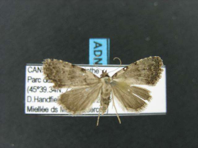 صورة Dyspyralis puncticosta Smith 1908