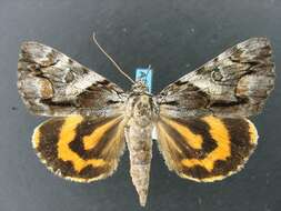 Image of Charming Underwing