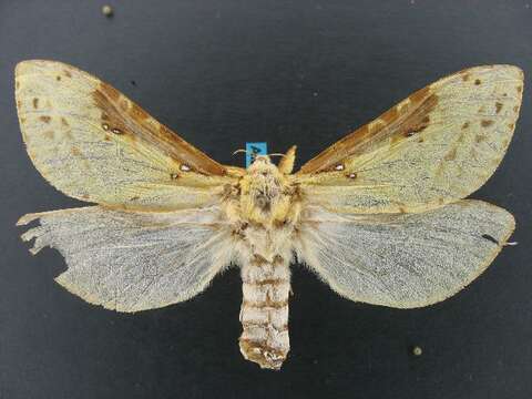 Image of Willow Ghost Moth