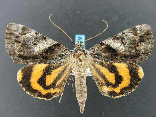 Image of Charming Underwing