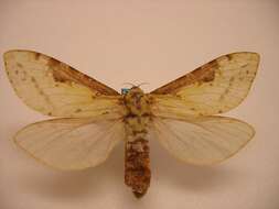 Image of Willow Ghost Moth