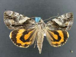 Image of Charming Underwing