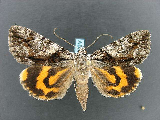 Image of Charming Underwing