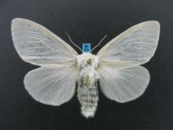 Image of White Satin Moth