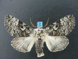 Image of The Laugher Moth