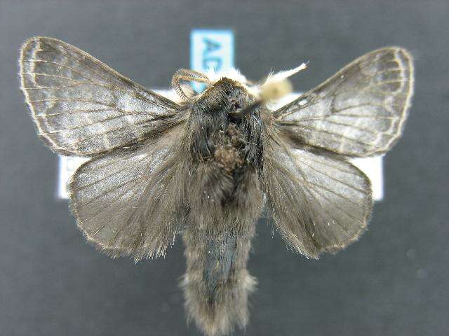 Image of Larch Lappet Moth