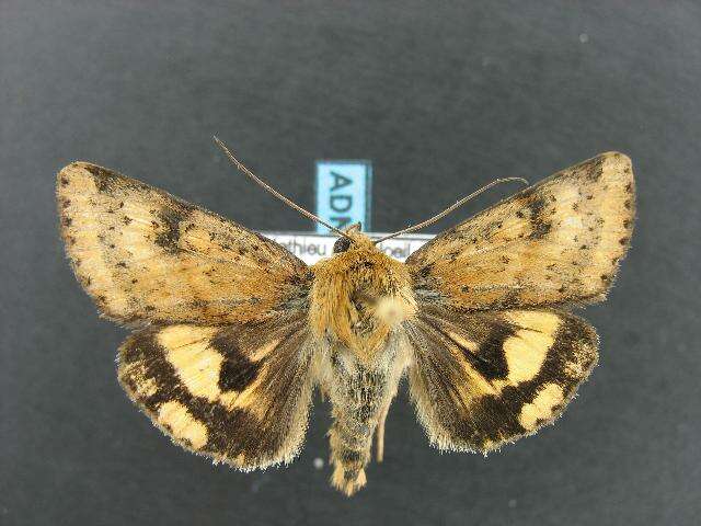 Image of <i>Heliothis acesias</i>