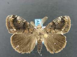 Image of Definite Tussock Moth