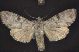 Image of Piney Moth