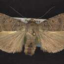 صورة <i>Abagrotis dickeli</i>