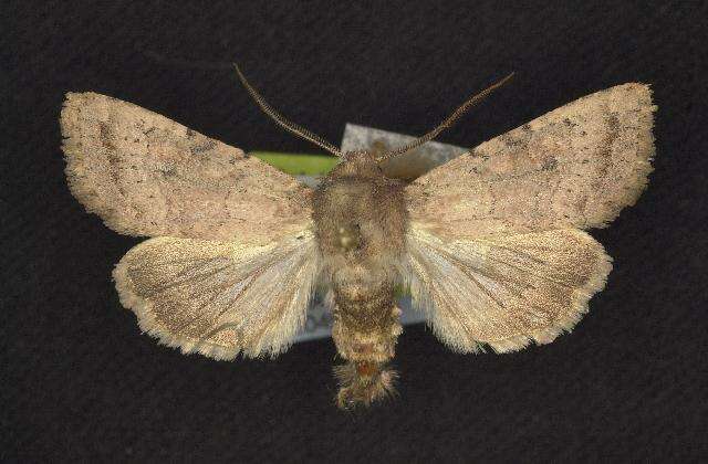 Image of Banded Quaker