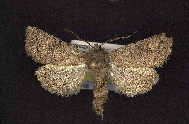 Image of Banded Quaker