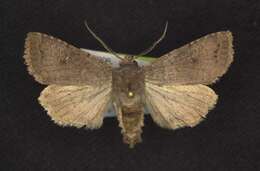 Image of Banded Quaker