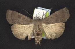 Image of Abagrotis placida Grote 1876