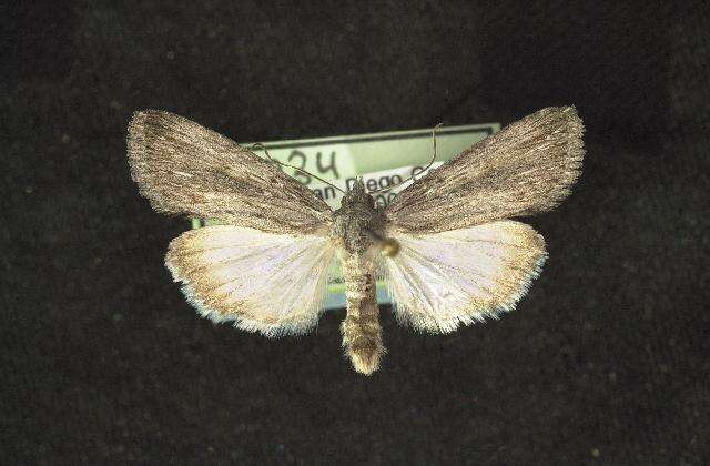 Image of Catabena sagittata Barnes & McDunnough 1913