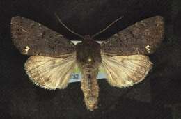 Image of Melanchra assimilis Morrison 1874