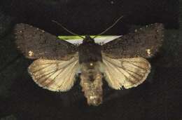 Image of Melanchra assimilis Morrison 1874