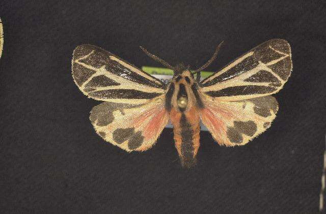 Image of Harnessed Tiger Moth