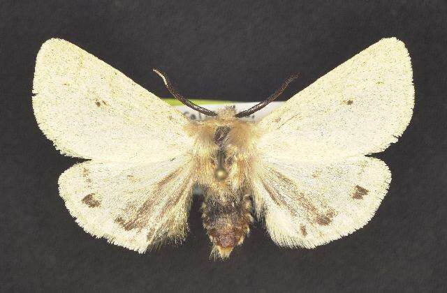 Image of Spilosoma vagans Boisduval 1852