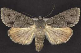 Image of Radcliffe's Dagger-moth