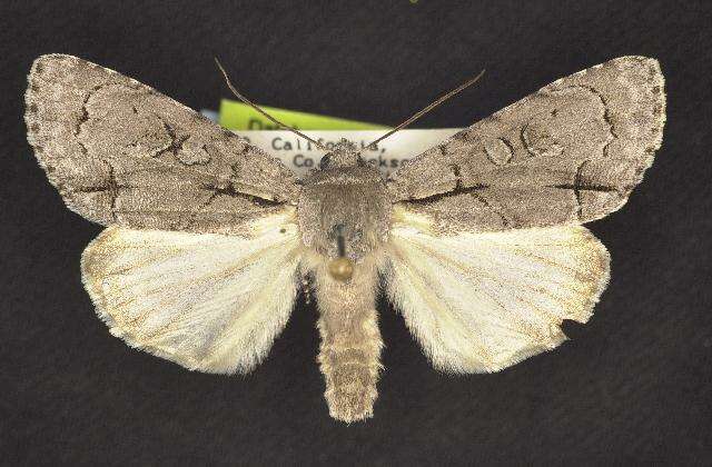 Image of Radcliffe's Dagger-moth