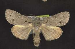 Image of Radcliffe's Dagger-moth