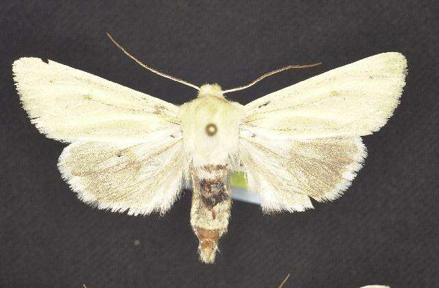 Image of Copablepharon viridisparsa Dod 1916