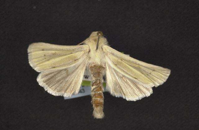 Image of Copablepharon viridisparsa Dod 1916