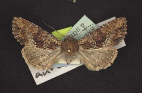 Image of Apamea auranticolor Grote 1873