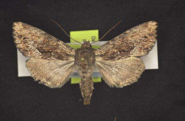 Image of Apamea auranticolor Grote 1873