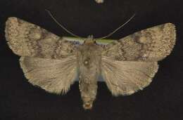 Image of Euxoa setonia McDunnough 1927
