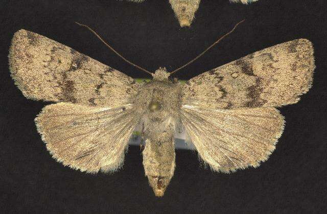 Image of Euxoa setonia McDunnough 1927