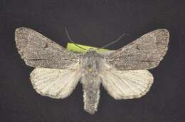 Image of <i>Acronicta cyanescens</i> Hampson