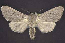 Image of <i>Acronicta cyanescens</i> Hampson