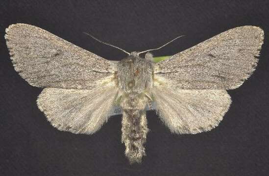 Image of <i>Acronicta cyanescens</i> Hampson