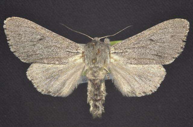 Image of <i>Acronicta cyanescens</i> Hampson