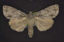 Image of Acronicta spinigera Guenée 1852