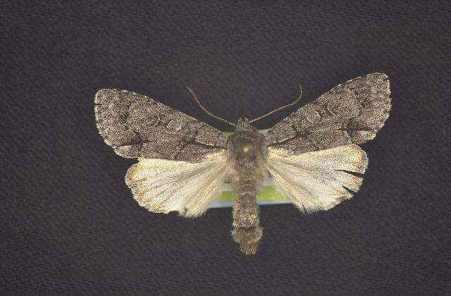 Image of Radcliffe's Dagger-moth